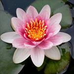 莲花