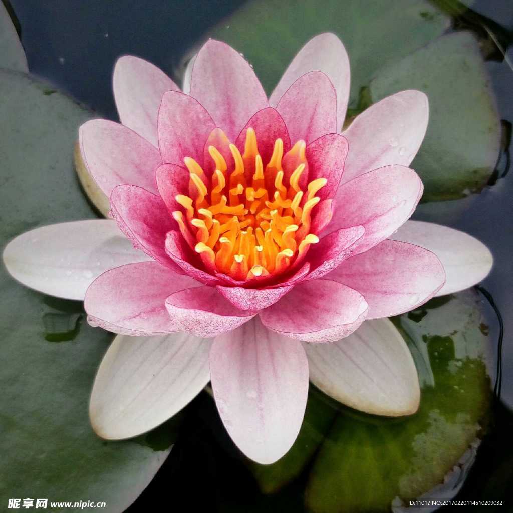 莲花