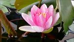 莲花
