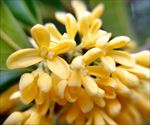 桂花