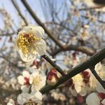 梅花图片