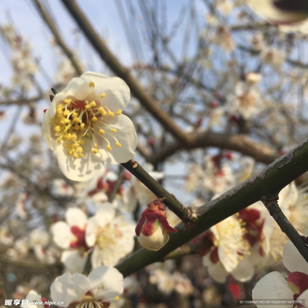 梅花图片