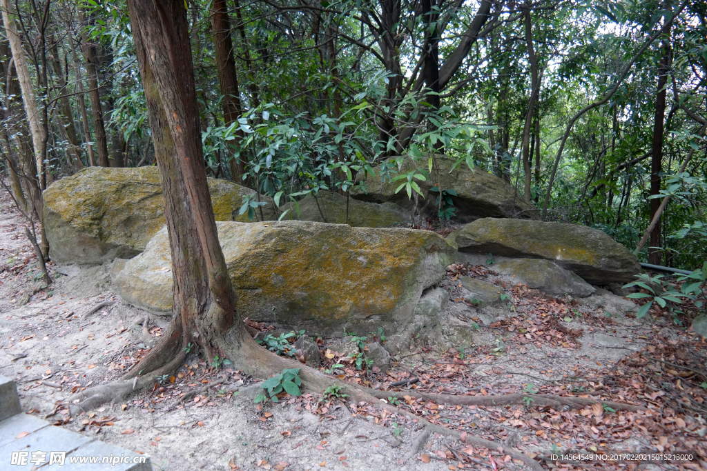 圭峰山大理石头和大树