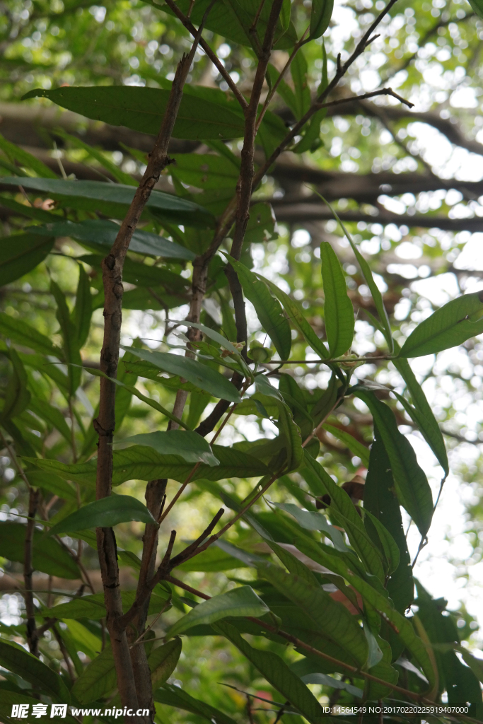 水蒲桃树
