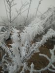 雪花结晶