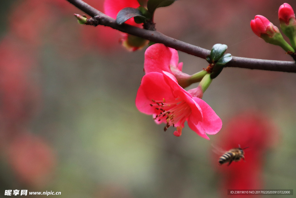 蜜蜂与海棠