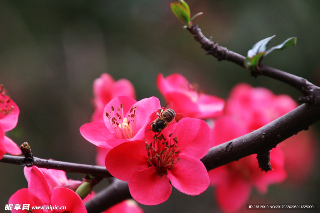 蜜蜂与海棠