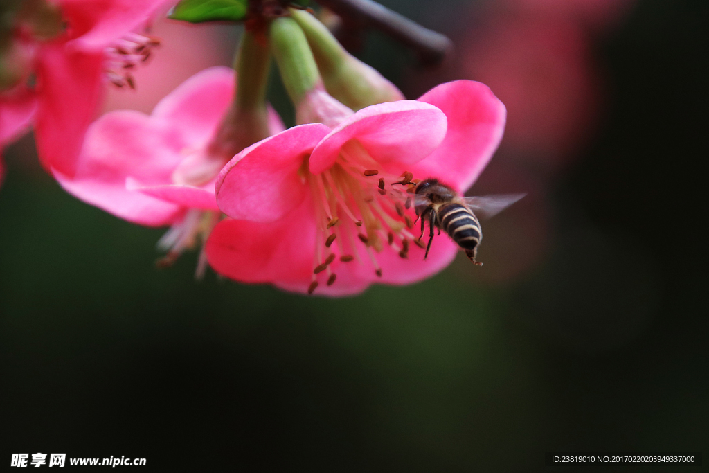 蜜蜂与海棠