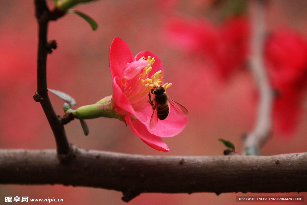 蜜蜂 与花