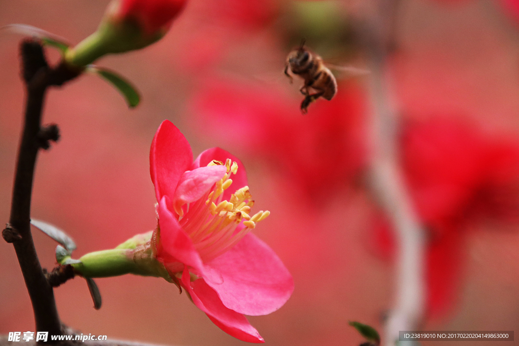 花与蜜蜂