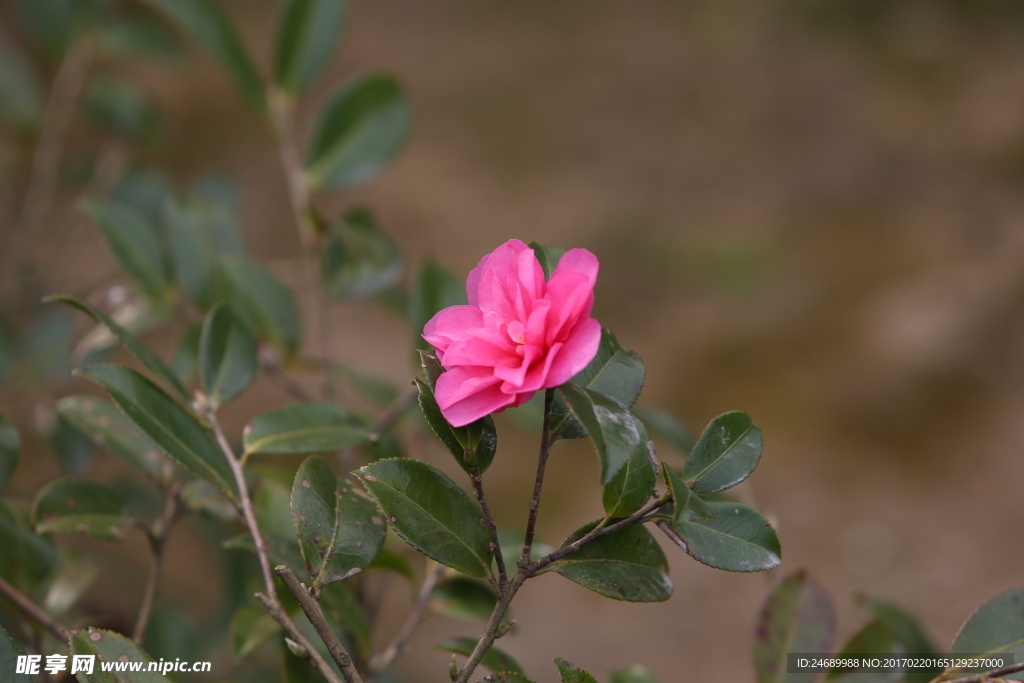 茶花