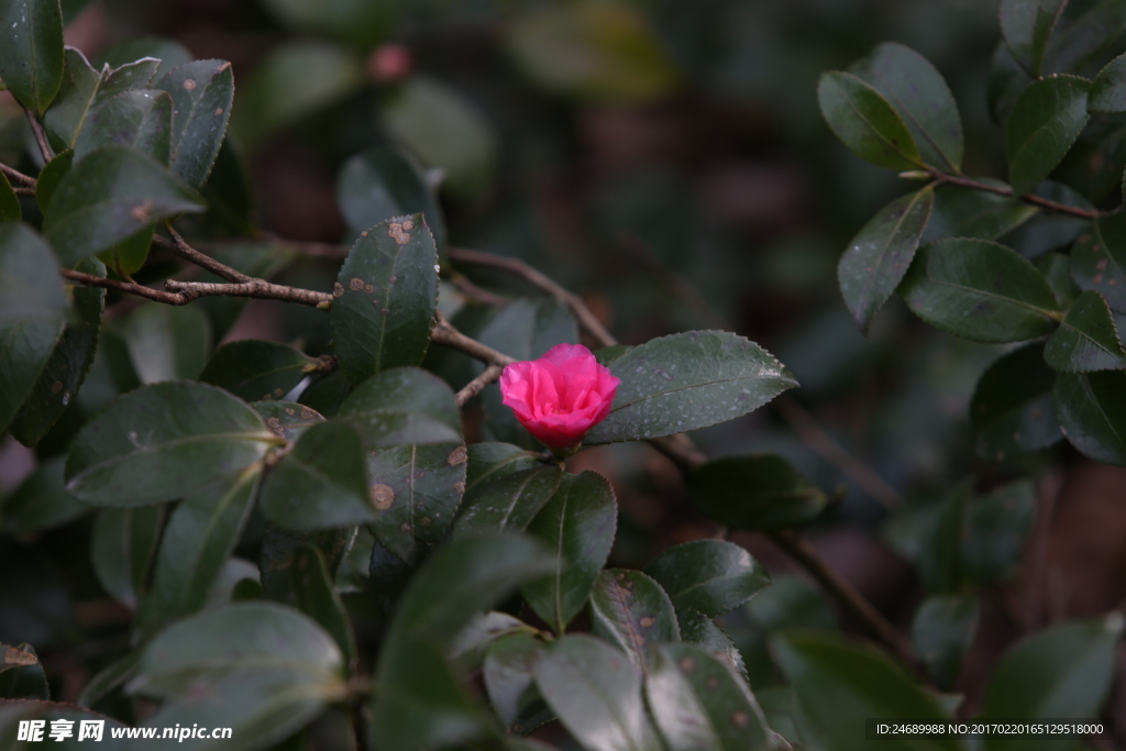 茶花