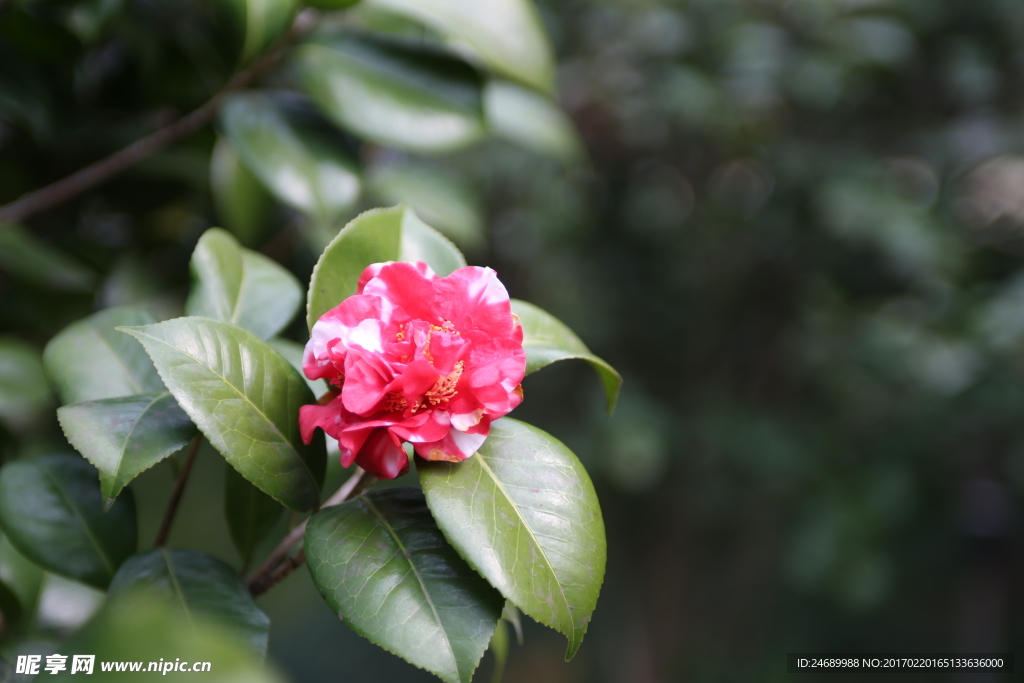 茶花