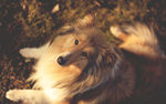 牧羊犬