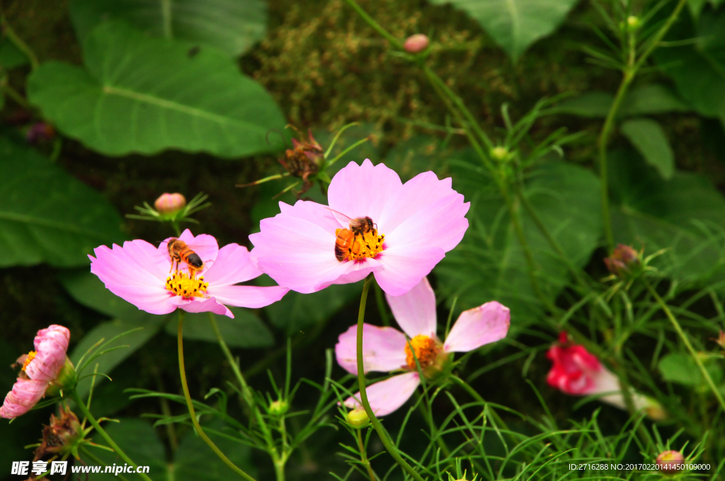 蜜蜂采蜜