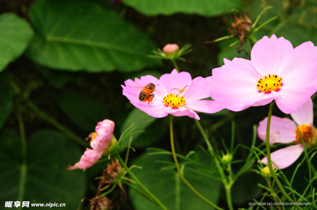 蜜蜂采蜜