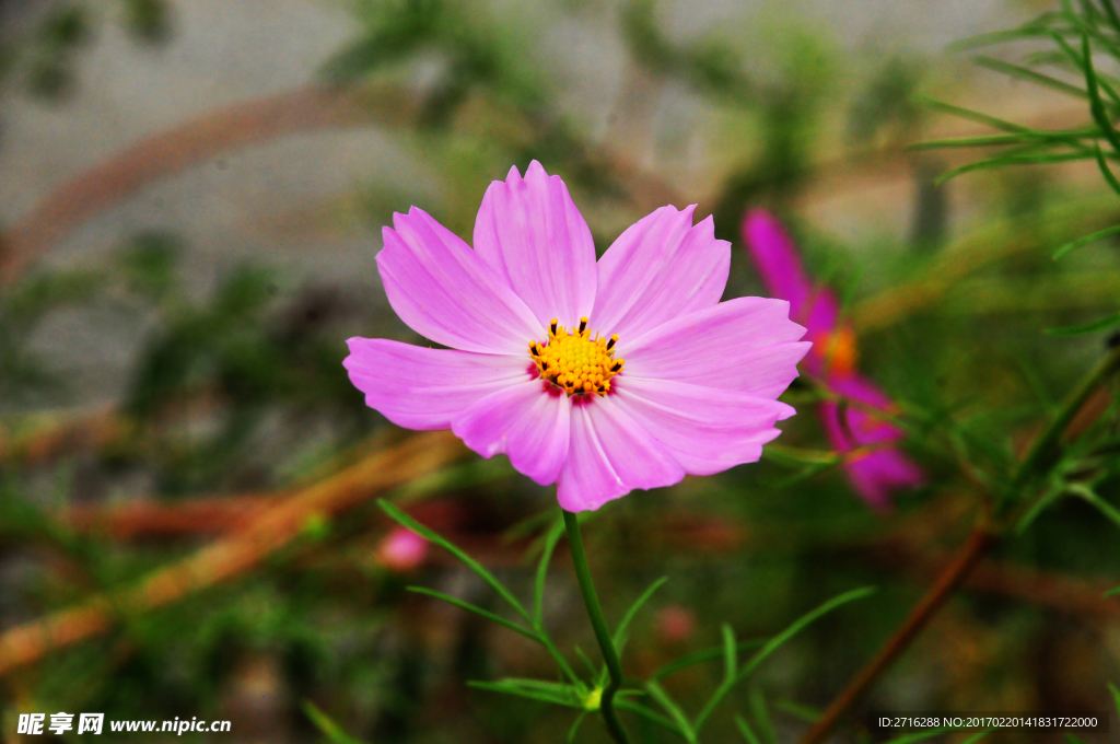 花