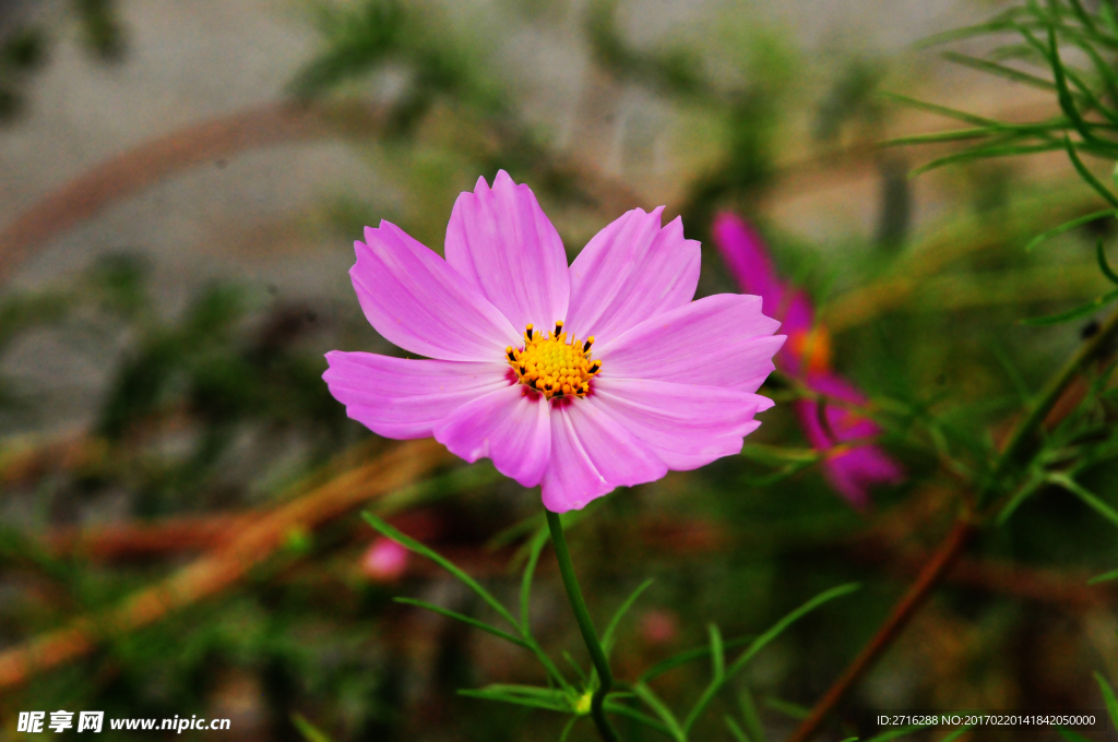 花