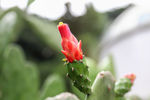 仙人掌开花
