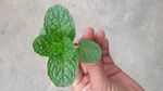 薄荷