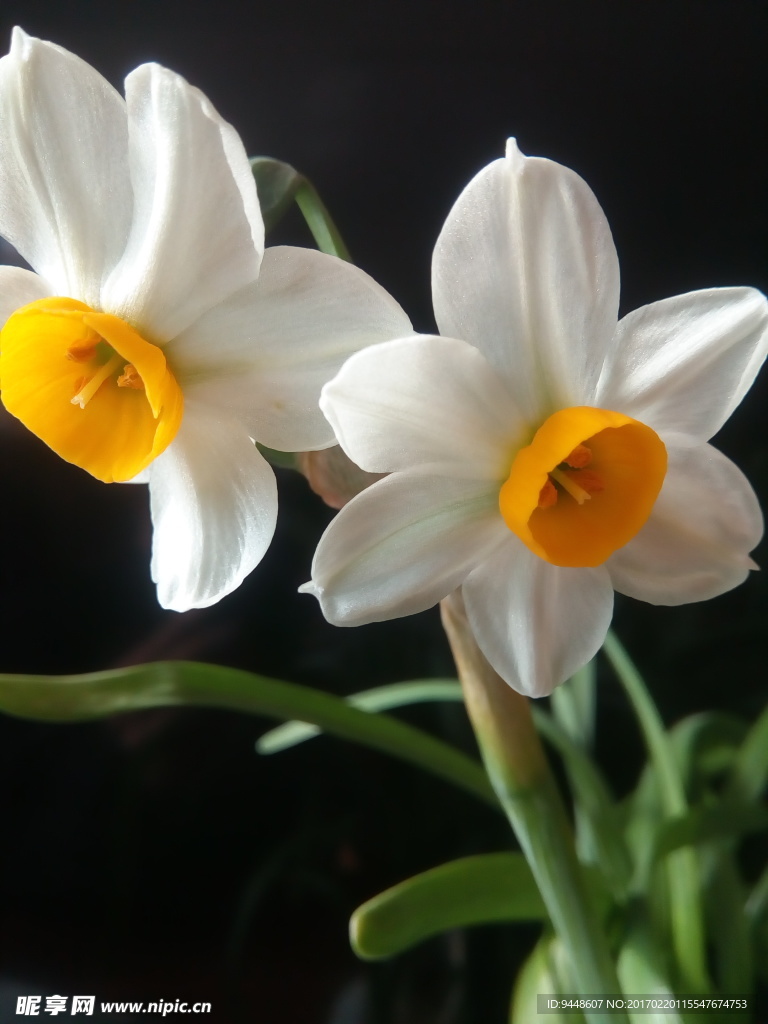 水仙花