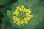 油菜花