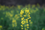 油菜花