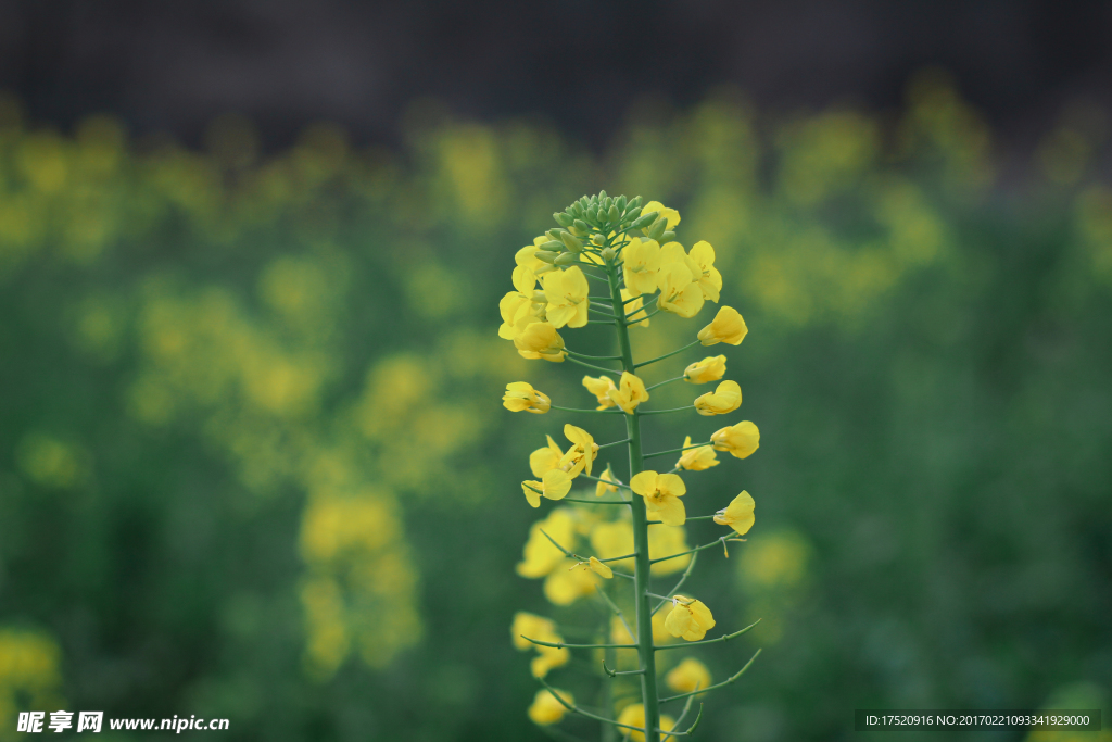 油菜花
