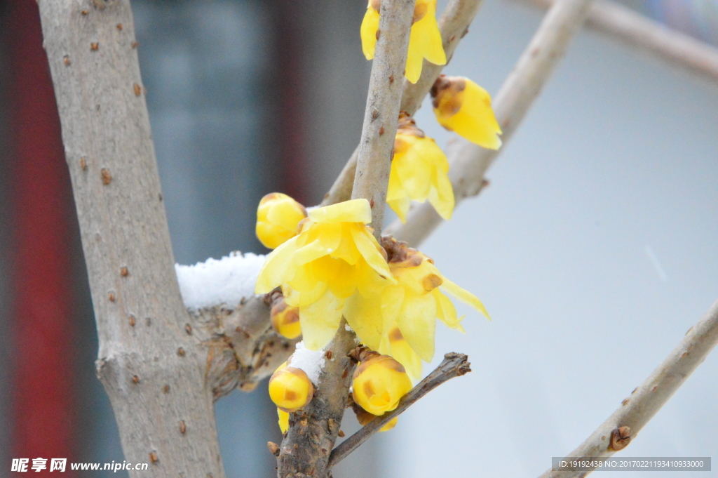 春雪腊梅