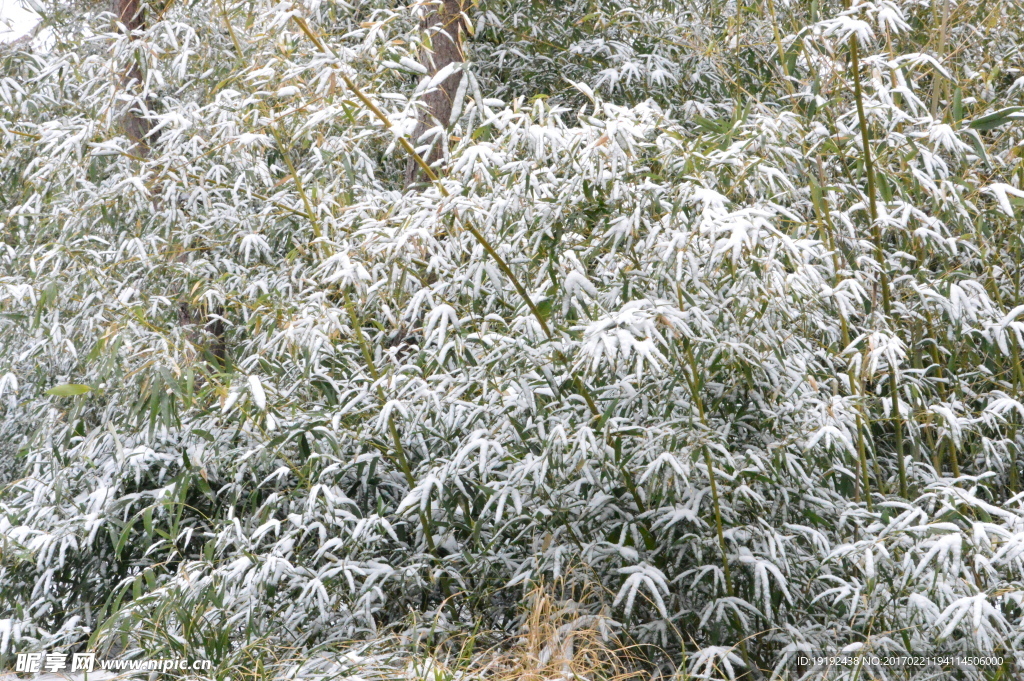 春雪翠竹