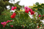 厦门市花 三角梅