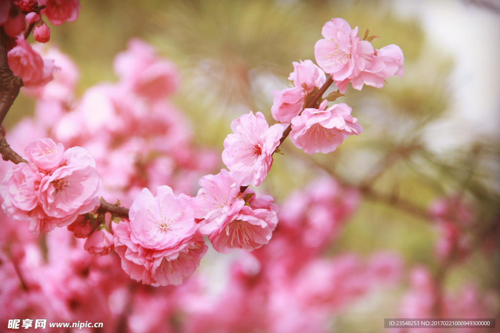 桃花