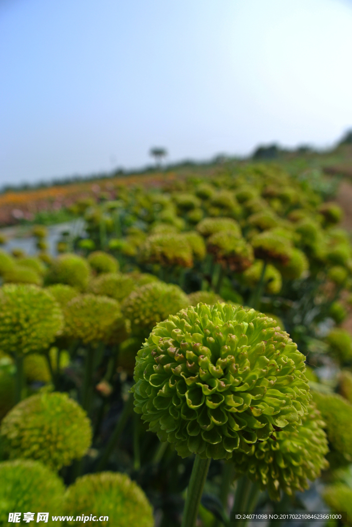 绿橄榄菊花