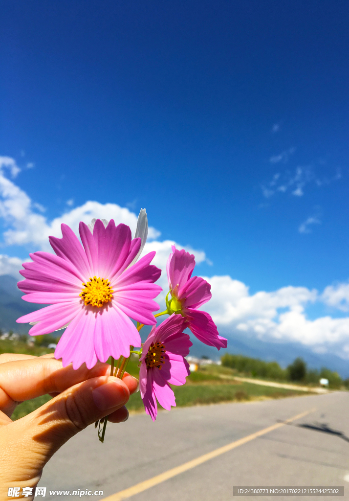 格桑花