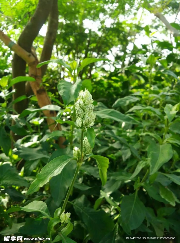 白虾花