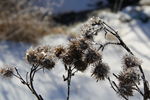 雪景植物