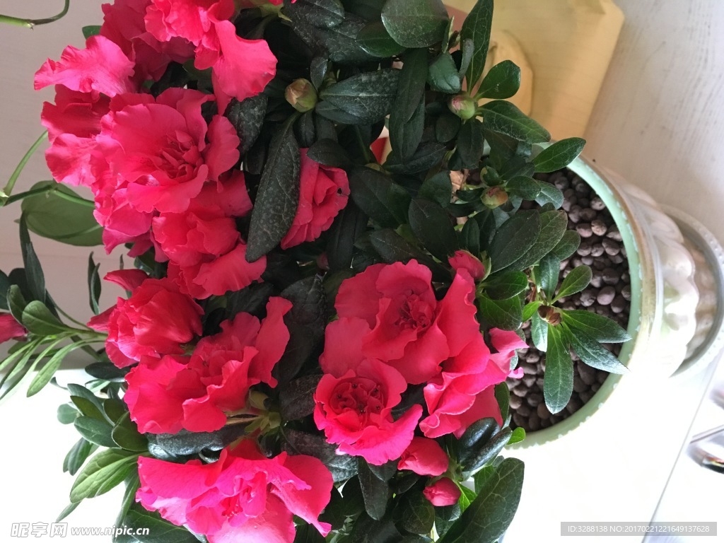 红色杜鹃花