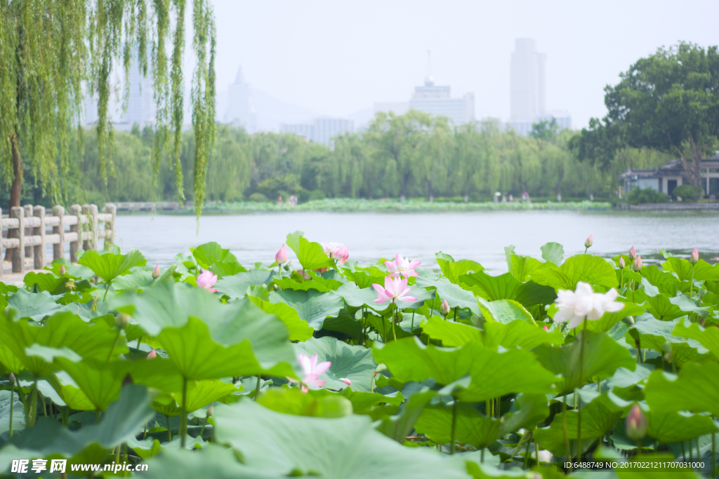 大明湖夏天的荷花