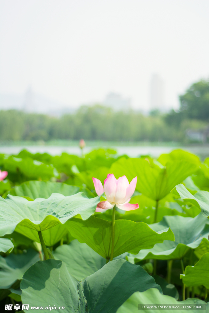 大明湖荷花特写