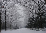 校园雪景