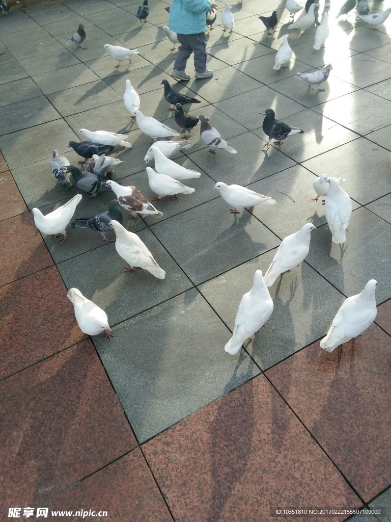自由广场 鸽子群