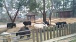 耗牛