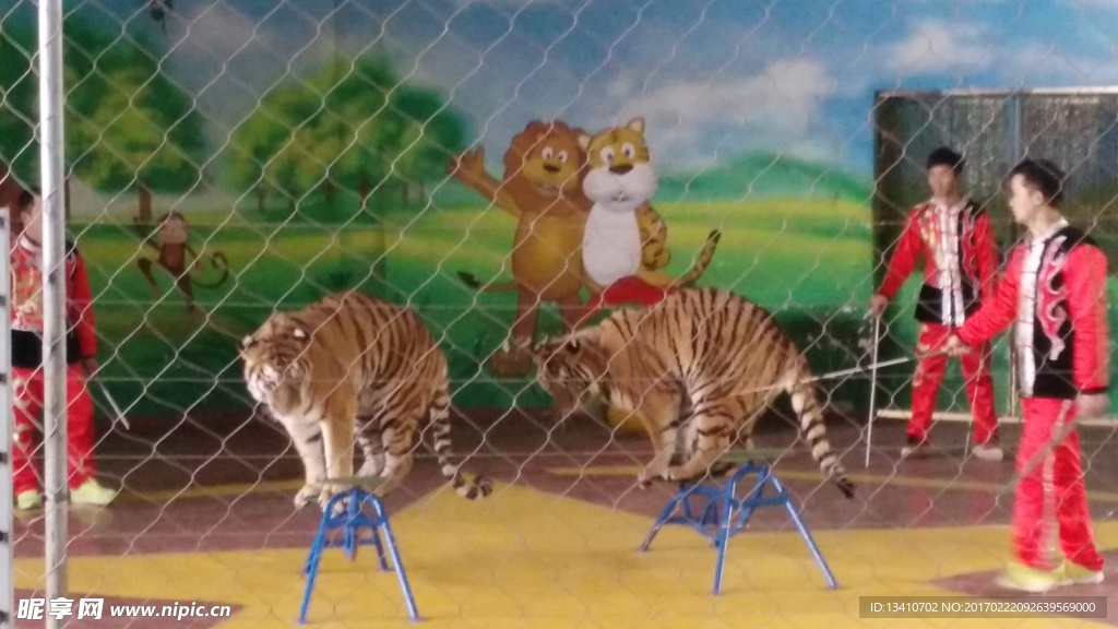 训虎表演