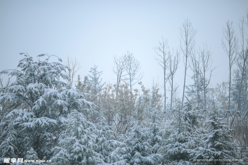 雪景