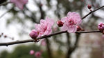 红梅