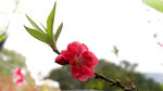 桃花盛季