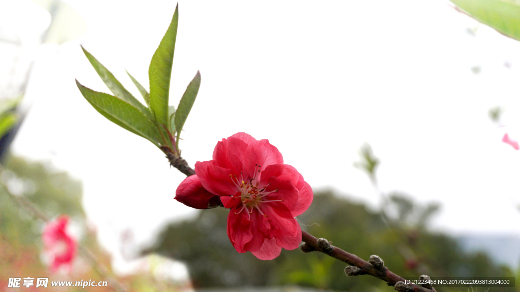 桃花盛季