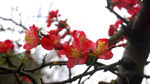 桃花正红