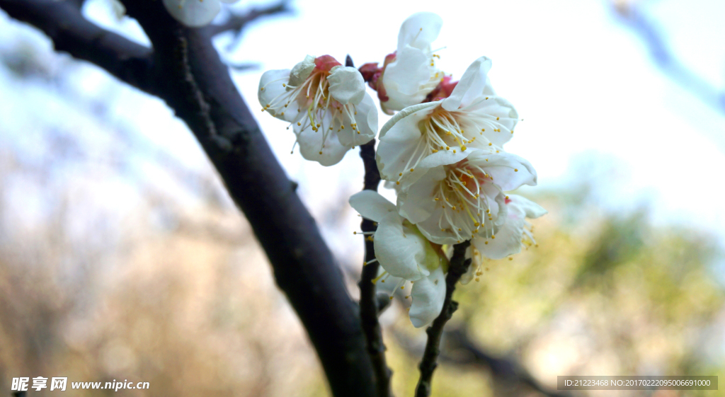 梅花盛开