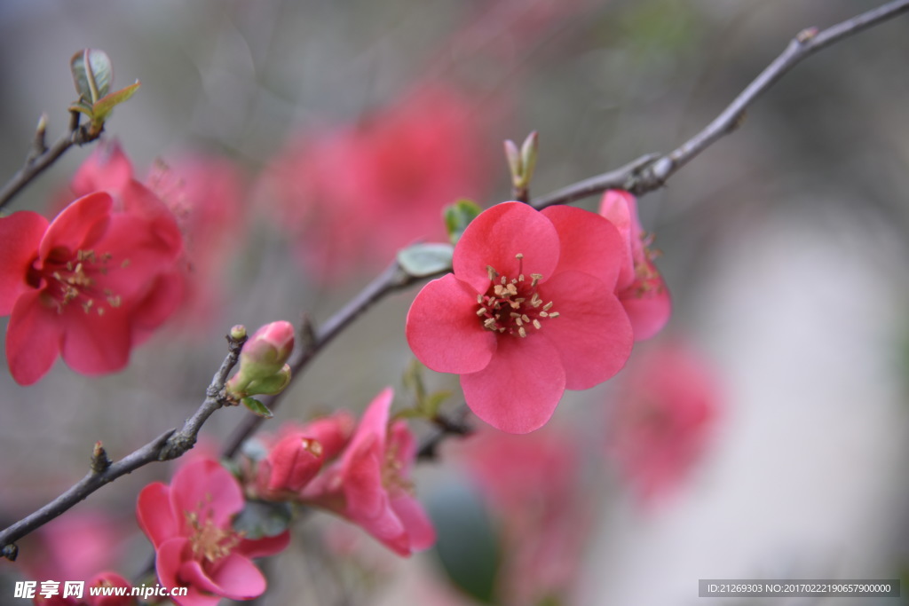海棠花